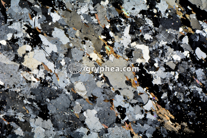 Migmatite LPA x3,5 - gryphea.com